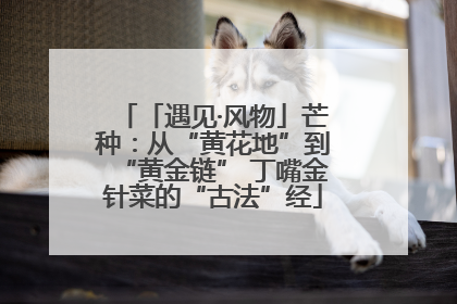 「遇见·风物」芒种：从“黄花地”到“黄金链” 丁嘴金针菜的“古法”经