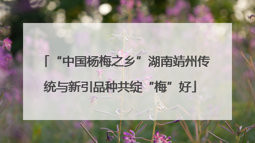 “中国杨梅之乡”湖南靖州传统与新引品种共绽“梅”好