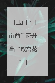 玉门：千亩西兰花开出“致富花”