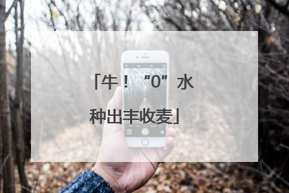 牛！“0”水种出丰收麦