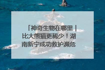 神奇生物在哪里｜比大熊猫更稀少！湖南新宁成功救护濒危鸟类海南鳽