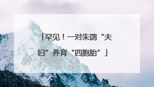 罕见！一对朱鹮“夫妇”养育“四胞胎”