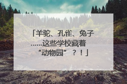羊驼、孔雀、兔子……这些学校藏着 “动物园”？！