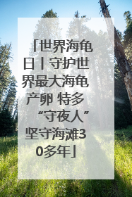 世界海龟日丨守护世界最大海龟产卵 特多“守夜人”坚守海滩30多年