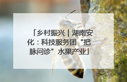 乡村振兴｜湖南安化：科技服务团“把脉问诊”水果产业