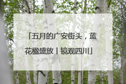 五月的广安街头，蓝花楹盛放丨镜观四川
