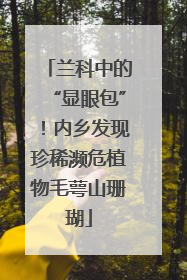 兰科中的“显眼包”！内乡发现珍稀濒危植物毛萼山珊瑚