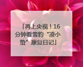 再上央视！16分钟看雪豹“凌小蛰”康复日记