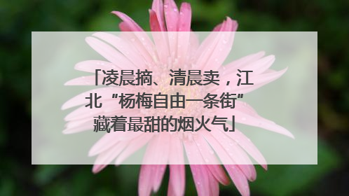 凌晨摘、清晨卖，江北“杨梅自由一条街”藏着最甜的烟火气