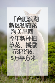 合肥滨湖新区初夏花海美出圈 今年新种植草花、播撒花籽约6.5万平方米