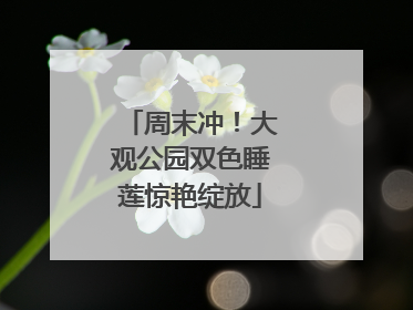 周末冲！大观公园双色睡莲惊艳绽放