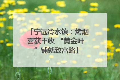 宁远冷水镇：烤烟喜获丰收 “黄金叶”铺就致富路