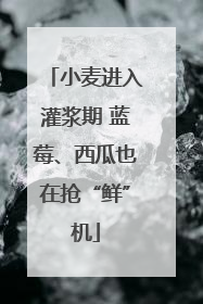 小麦进入灌浆期 蓝莓、西瓜也在抢“鲜”机