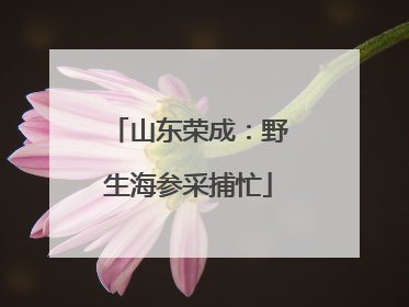 山东荣成：野生海参采捕忙