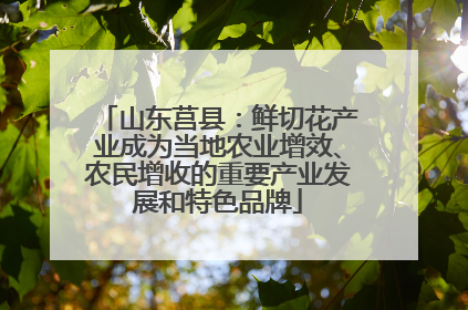 山东莒县：鲜切花产业成为当地农业增效、农民增收的重要产业发展和特色品牌