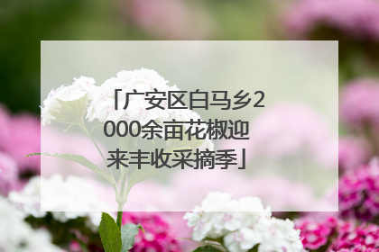 广安区白马乡2000余亩花椒迎来丰收采摘季