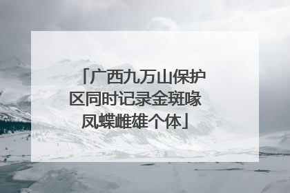 广西九万山保护区同时记录金斑喙凤蝶雌雄个体