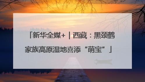 新华全媒+｜西藏：黑颈鹤家族高原湿地喜添“萌宝”