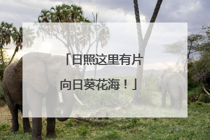 日照这里有片向日葵花海！