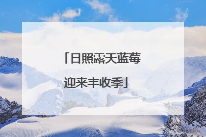 日照露天蓝莓迎来丰收季