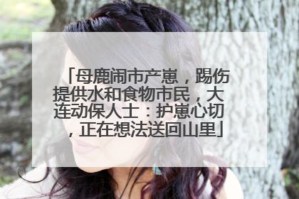 母鹿闹市产崽，踢伤提供水和食物市民，大连动保人士：护崽心切，正在想法送回山里