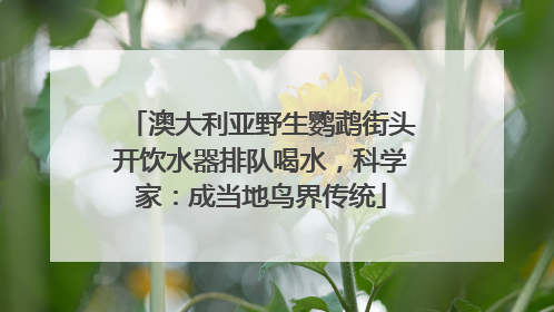 澳大利亚野生鹦鹉街头开饮水器排队喝水，科学家：成当地鸟界传统