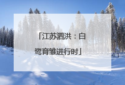 江苏泗洪：白鹭育雏进行时
