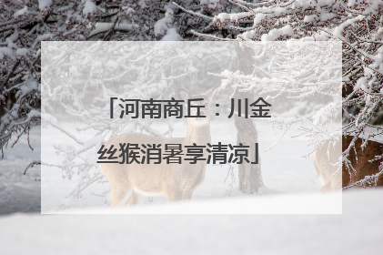 河南商丘：川金丝猴消暑享清凉
