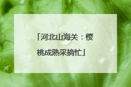 河北山海关：樱桃成熟采摘忙