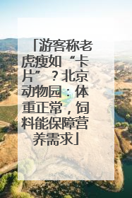游客称老虎瘦如“卡片”？北京动物园：体重正常，饲料能保障营养需求