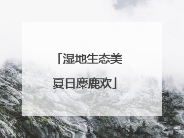 湿地生态美 夏日麋鹿欢