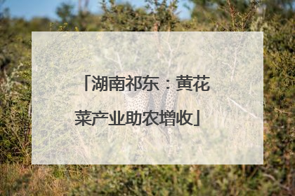 湖南祁东：黄花菜产业助农增收