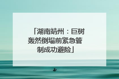 湖南靖州：巨树轰然倒塌前紧急管制成功避险