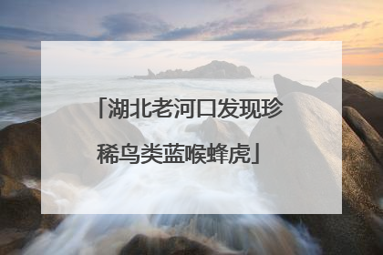 湖北老河口发现珍稀鸟类蓝喉蜂虎