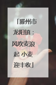 滕州市龙阳镇:风吹麦浪起 小麦迎丰收