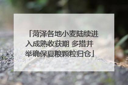 菏泽各地小麦陆续进入成熟收获期 多措并举确保夏粮颗粒归仓