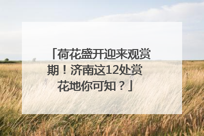 荷花盛开迎来观赏期！济南这12处赏花地你可知？