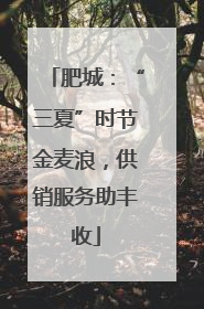 肥城：“三夏”时节金麦浪，供销服务助丰收