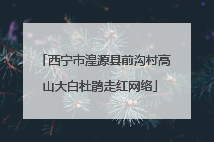 西宁市湟源县前沟村高山大白杜鹃走红网络