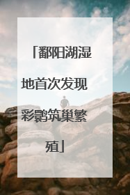 鄱阳湖湿地首次发现彩鹮筑巢繁殖