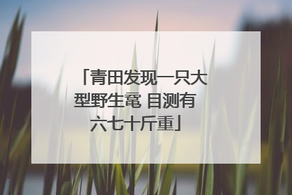 青田发现一只大型野生鼋 目测有六七十斤重