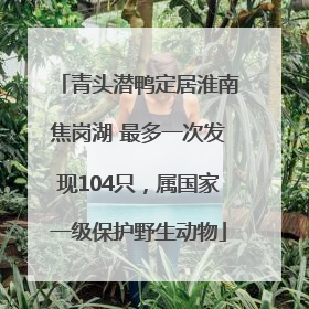 青头潜鸭定居淮南焦岗湖 最多一次发现104只，属国家一级保护野生动物