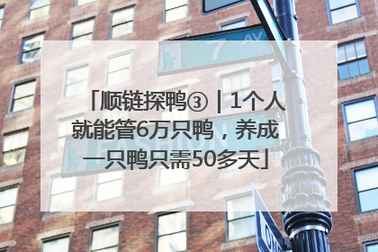 顺链探鸭③｜1个人就能管6万只鸭，养成一只鸭只需50多天