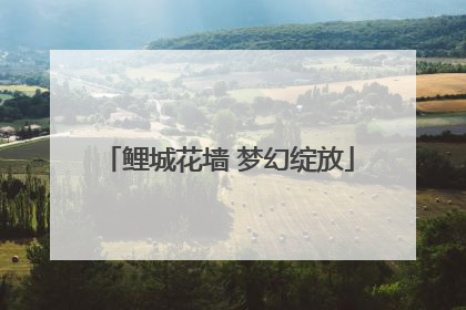 鲤城花墙 梦幻绽放
