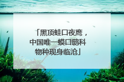 黑顶蛙口夜鹰，中国唯一蟆口鸱科物种现身临沧